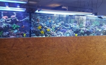 Fauna Marin GmbH * Extreme Corals