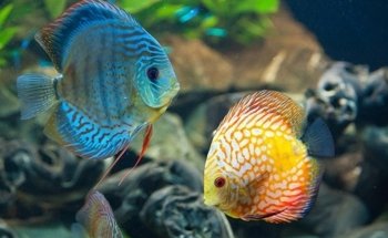 System Aquaristik