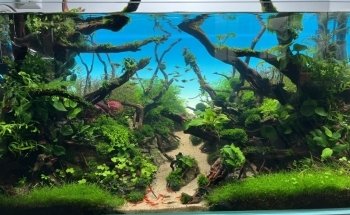 Aquarienliebe - Dieterle Teich- und Gartenbau