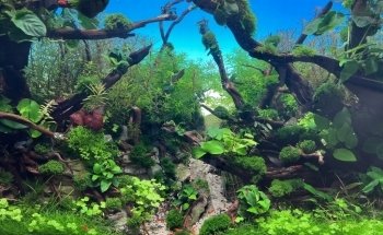 Aquarienliebe - Dieterle Teich- und Gartenbau