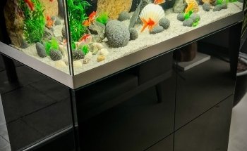 Aquarium Love - Dieterle Pond and Garden Construction