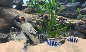 Aquaristik & Animal World