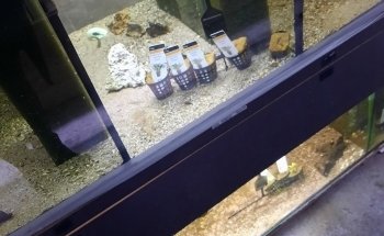 Aquaristik & Animal World