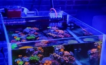 Coral Master germany