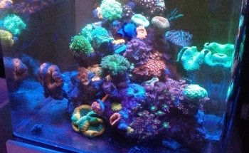 Coral Master germany