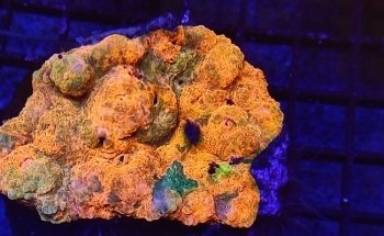 Coral Master germany