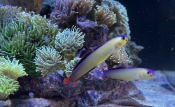 Coral Master germany