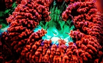 Coral Master Germany