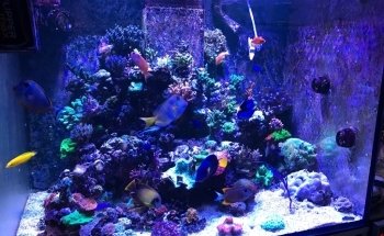 Coral Master germany