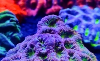 Coral Master germany