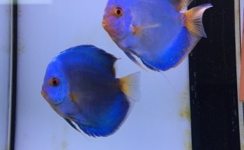 Europa Discus Center