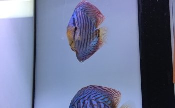 Europa Discus Center