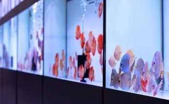 Europa Discus Center