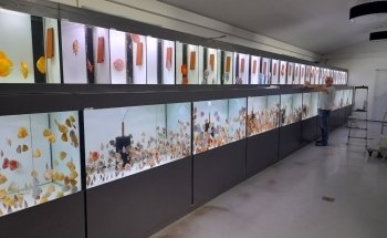 Europa Discus Center