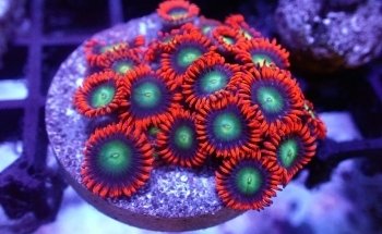 Coral nest marine hobby Leipzig