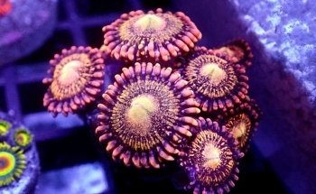 Coral nest marine hobby Leipzig