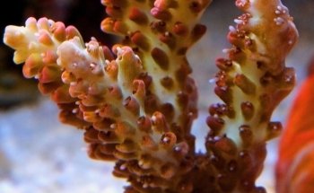 Coral nest marine hobby Leipzig