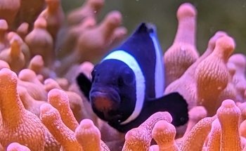 Coral nest marine hobby Leipzig