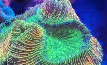 Coral nest marine hobby Leipzig