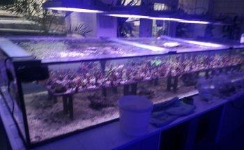 Coral Nest Marine Hobby Leipzig