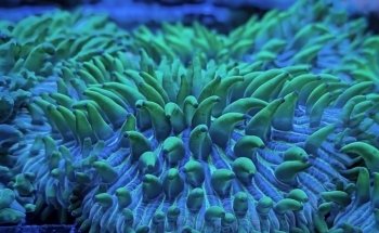 Coral nest marine hobby Leipzig