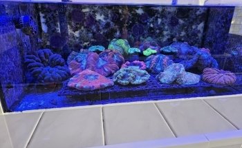 Coral nest marine hobby Leipzig