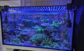 Coral nest marine hobby Leipzig