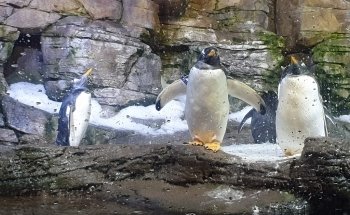 Antàrtic - Pingüins