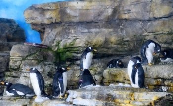 Antàrtic - Pingüins