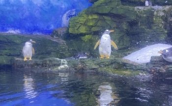 Antàrtic - Pingüins