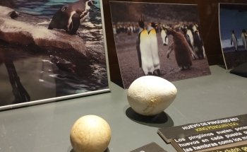 Antàrtic - Pingüins