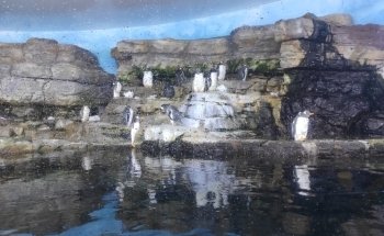 Antarctic - Penguins