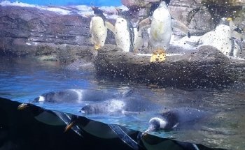 Antàrtic - Pingüins