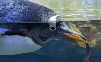 Antàrtic - Pingüins