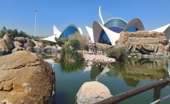 Antàrtic - Pingüins