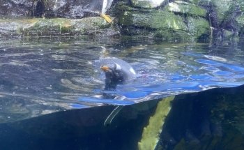 Antàrtic - Pingüins