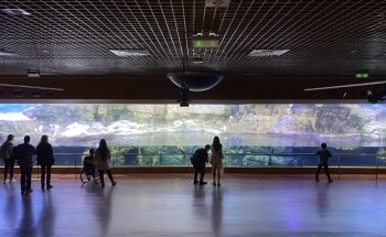 Antàrtic - Pingüins