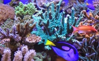 Fischer's Riffgrotte - Meerwasseraquaristik Fachgeschäft | Onlineshop