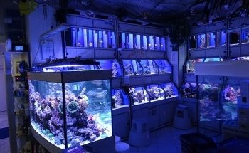 Fischer's Riffgrotte - Meerwasseraquaristik Fachgeschäft | Onlineshop