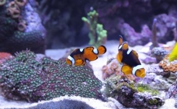 Fischer's Riffgrotte - Meerwasseraquaristik Fachgeschäft | Onlineshop