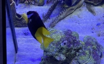 Fischer's Riffgrotte - Meerwasseraquaristik Fachgeschäft | Onlineshop
