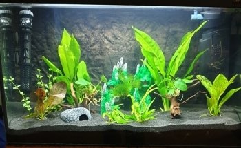 Aquarienpflanzen-Shop