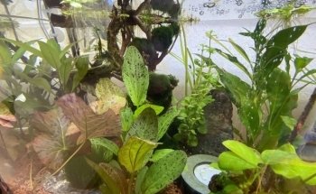 Aquarienpflanzen-Shop
