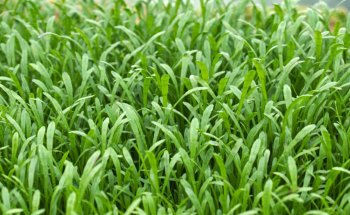 Aquarium Plants Shop