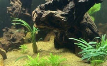 Aquarienpflanzen-Shop