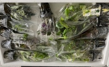 Aquarienpflanzen-Shop