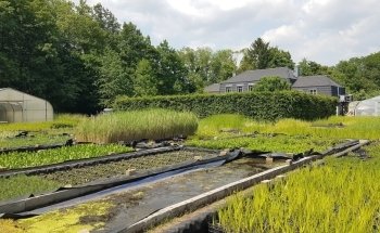 Water Plants Wolff