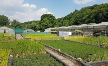 Wasserpflanzen Wolff