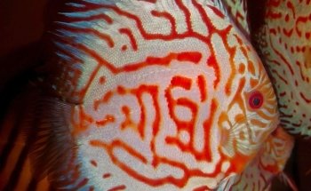 Discus Special Battenberg