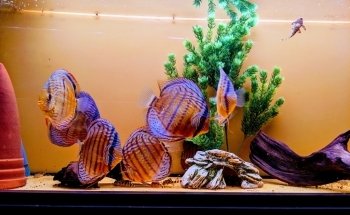Discus Special Battenberg